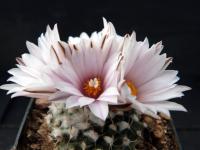 Thumbnail of 1550_Turbinicarpus rubriflorus x valdezianus_20120414(1).jpg